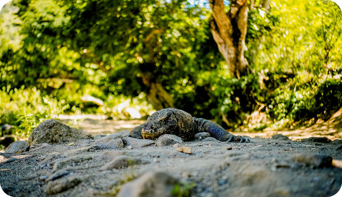 Komodo Island
